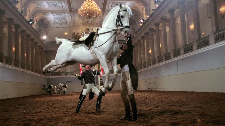 A white horse leaping next to two riders in brown coats in the baroque riding hall of Vienna's Spanish Riding School