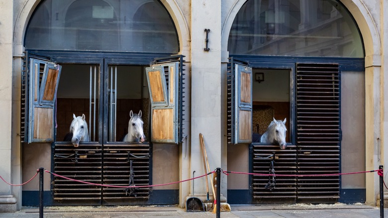 White horses sticking their heads out of the stables in Vienna