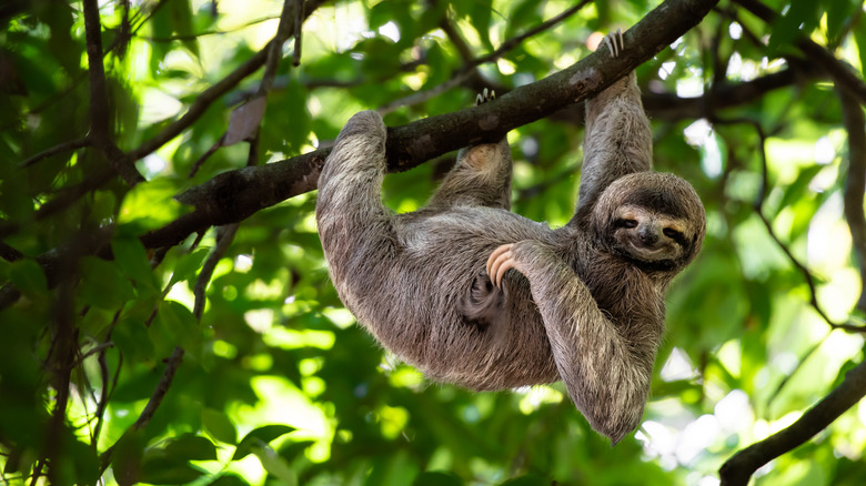Sloth in a tree in Costa Rica