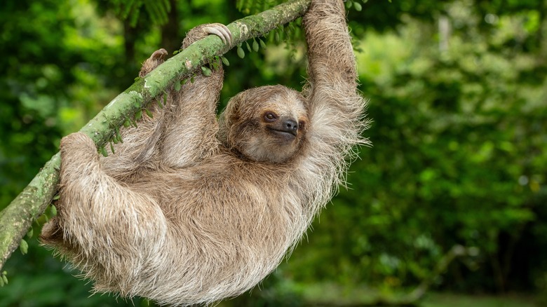 Sloth in Costa Rica