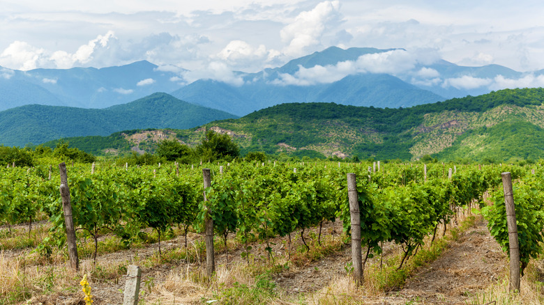 Kakheti vineyard with mountains and clouds in background