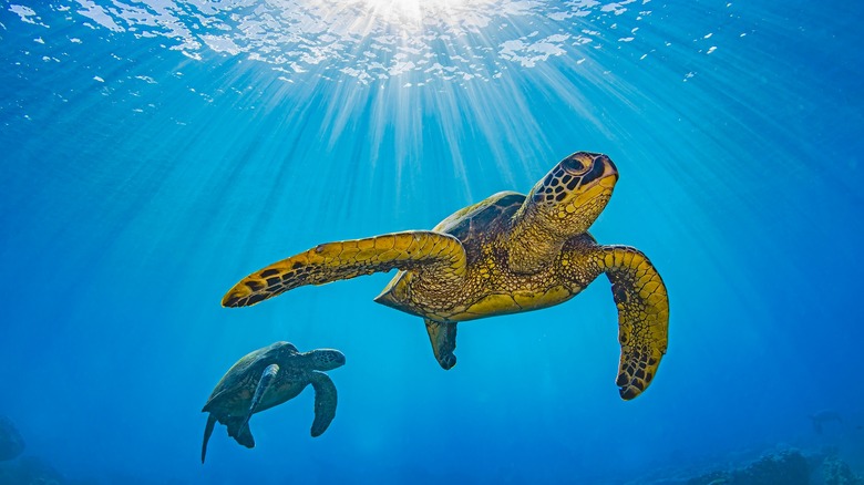 Sea turtles swimming off the shore of Curaçao