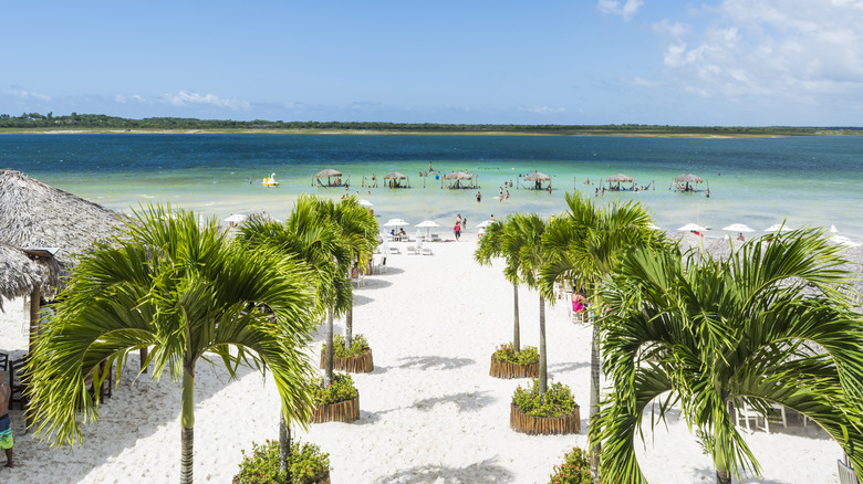 palm trees and a blue lagoon