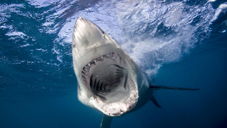 A great white shark with its mouth open