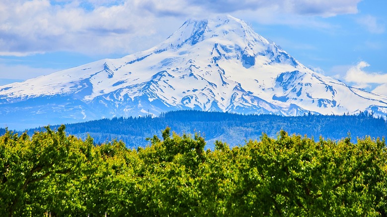 Mount Hood with orchards