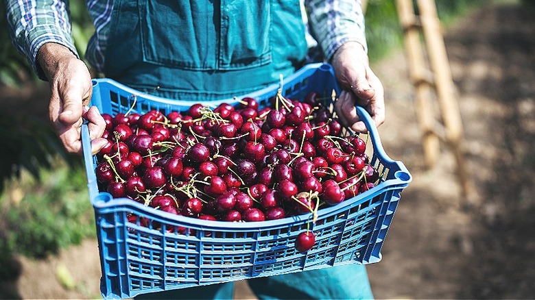 Basket full of cherries