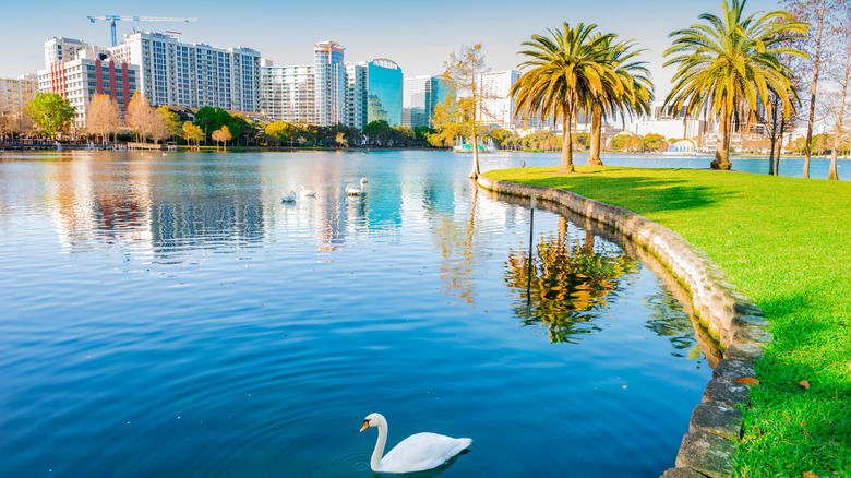 View of lake with city skyline in background and swan