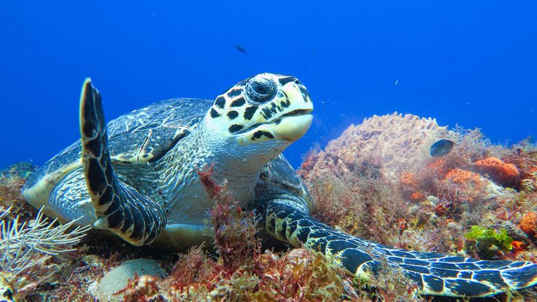 A sea turtle underwater in Cozumel, Mexico