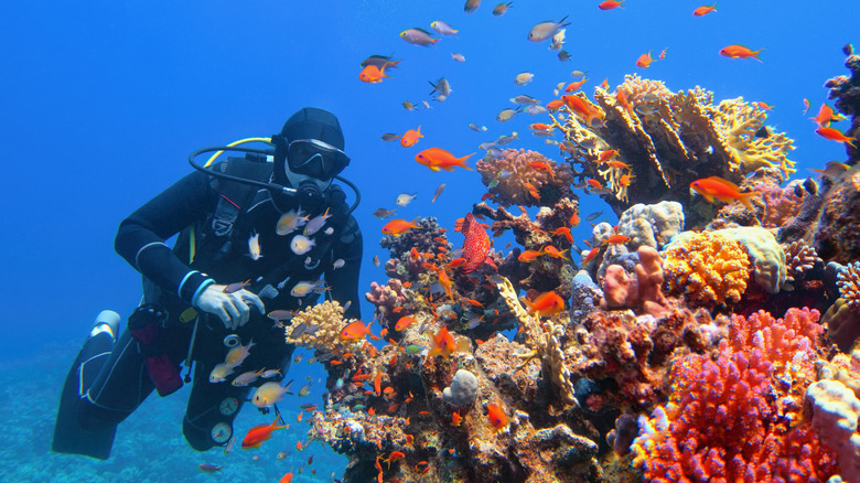 Scuba diver in front of coral reef