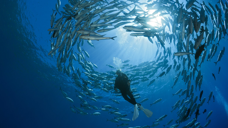 Scuba diver with a school of trevally