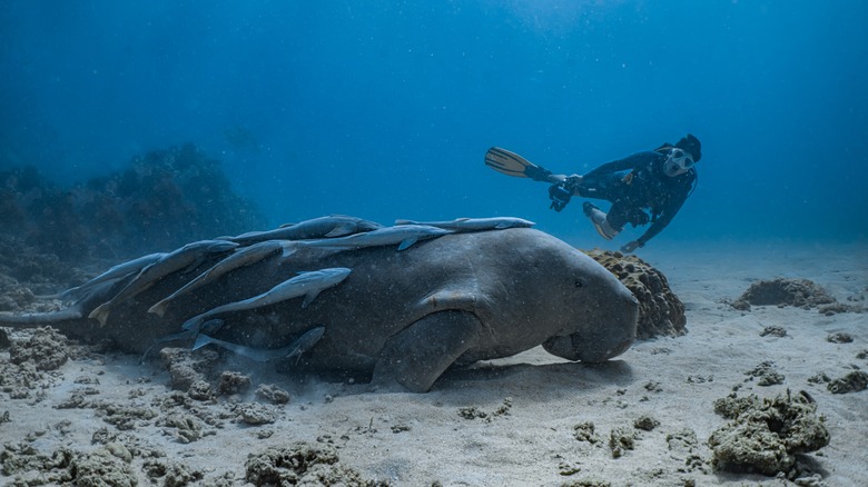 A diver in Palawan watching a dugong