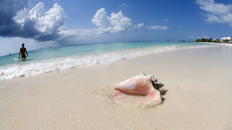 Conch shell on beach on Grand Cayman Island