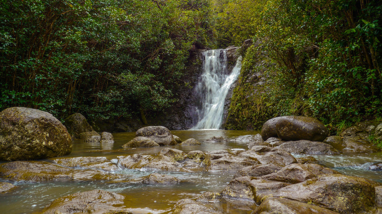 Waterfall surrounded by jungle