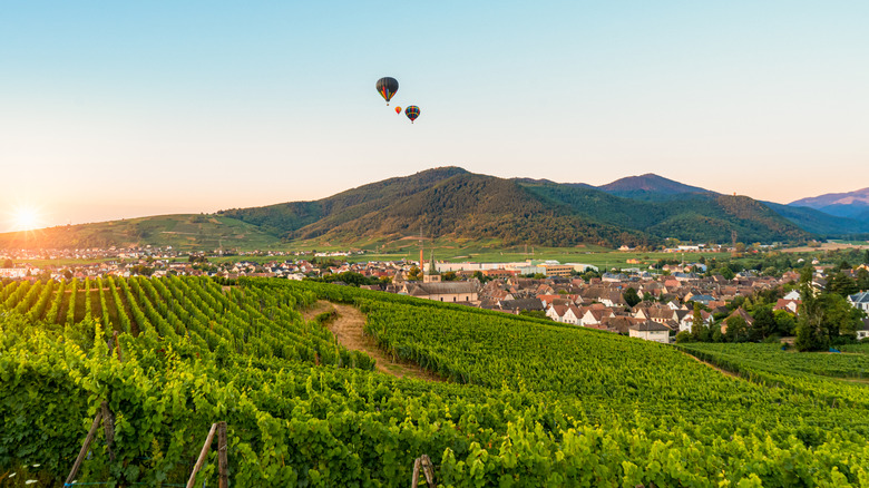 Vineyard in Alsace