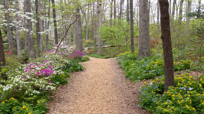 Harrisonburg, Virginia hiking trail with flowers