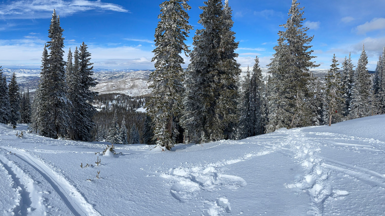 A slope found in Steamboat Ski Resort with lots of trees, a bright blue sky, and snowy mountains in the distance