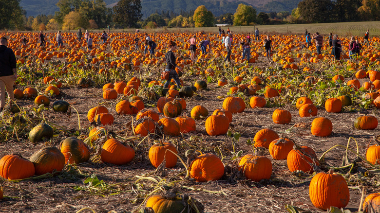 Pumpkin patch on Sauvie Island