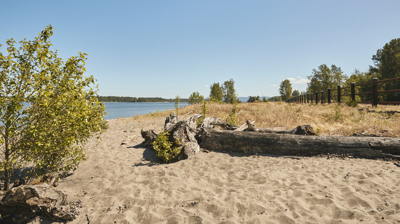 Sauvie Island beach