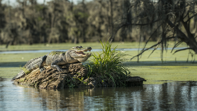 Crocodile basking in the sun in Lake Martin, Louisiana