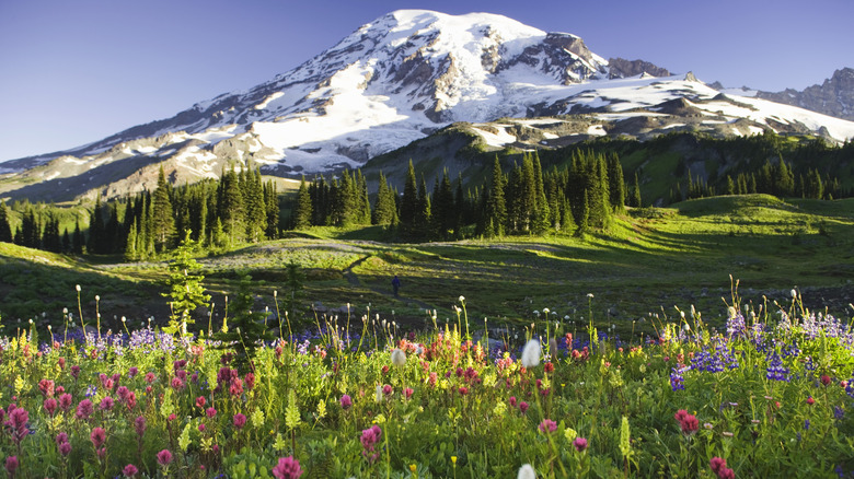 Wildflower meadow near Mount Rainier