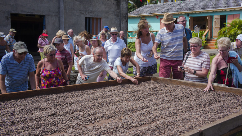 Tourists seeing cocoa beans being dried in the air