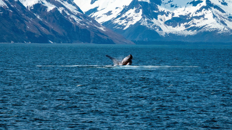 Humpback whale breaching at Kenai Fjords National Park in Alaska