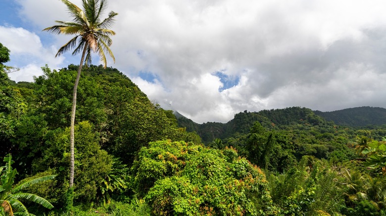 Dominica's lush jungles with clouds in the background