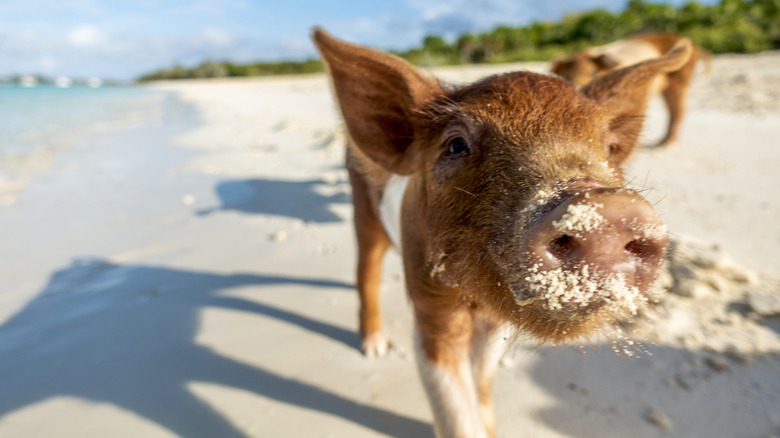 Pig on the beach in The Bahamas