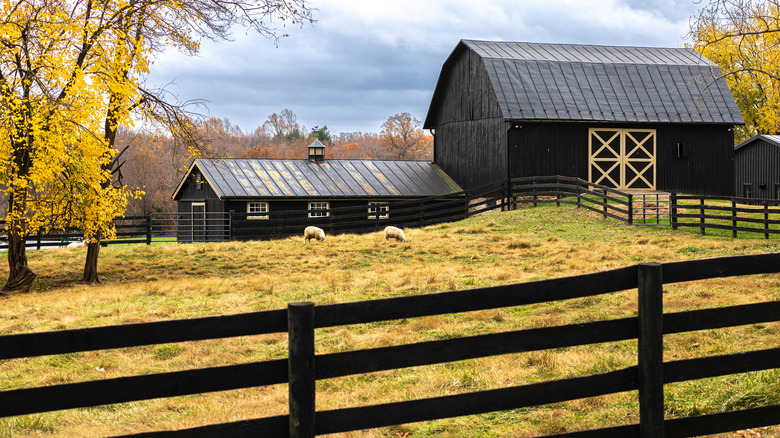 Scenic view Middleburg fall