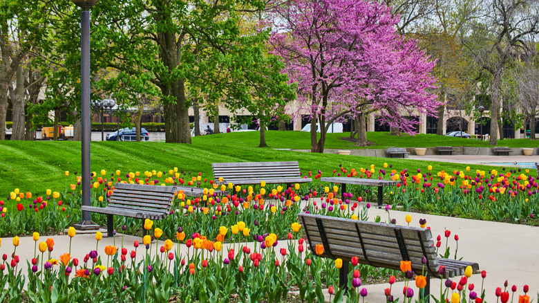 Spring tulips outside of Fort Wayne botanical conservancy.