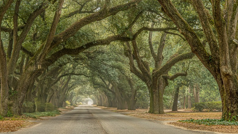 An oak-lined street in Aiken, South Carolina