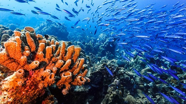 Sea sponge and school of fish on a coral reef in Curaçao