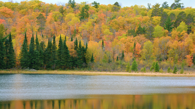 Itasca State Park peak fall foliage in Minnesota