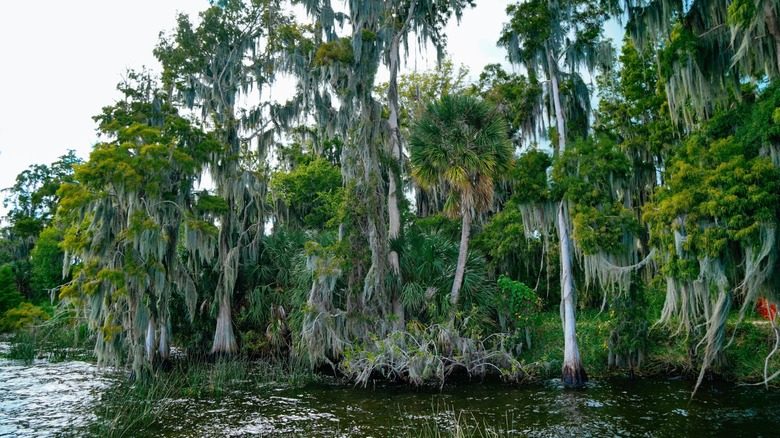 Circle B Bar Reserve and Lake Hancock north of Bartow.