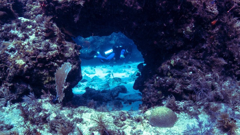 scuba diver in coral reef