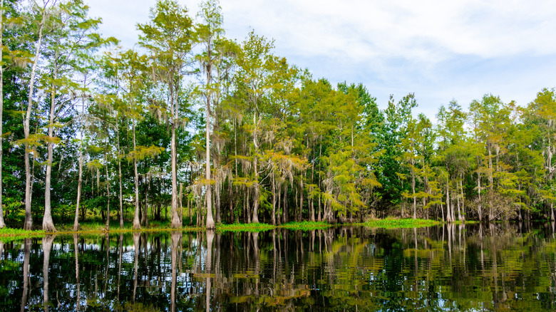 Greenery alongside Lake Kissimmee