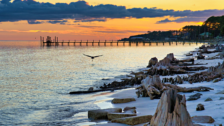 Driftwood on shoreline at Carrabelle Beach, Florida