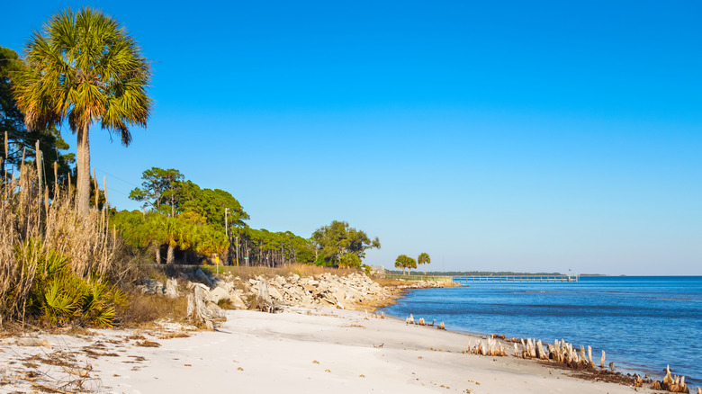 Palm trees and sandy beach beside ocean in Carrabelle