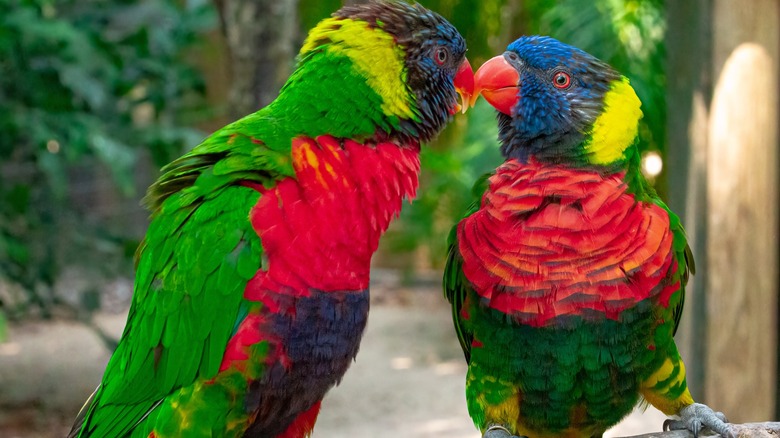 Birds at Brevard Zoo