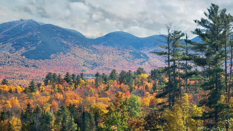 Autumnal-colored trees in New Hampshire's White Mountains