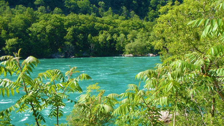 View of the Niagara River from Devil's Hole State Park