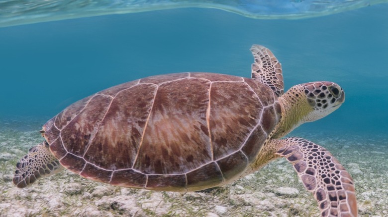 Sea Turtle swims off shore Seven Mile Beach, Grand Cayman