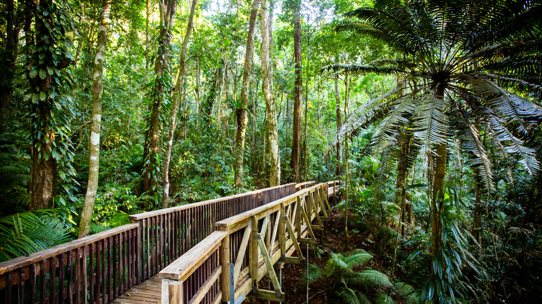 A wooden boardwalk in the lush Daintree Rainforest