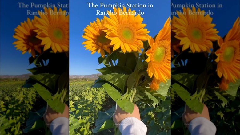 Person holding sunflowers