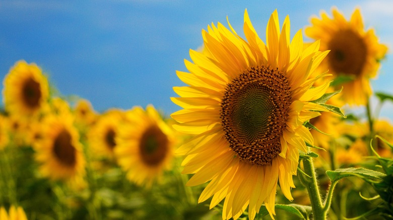 Sunflowers in a field