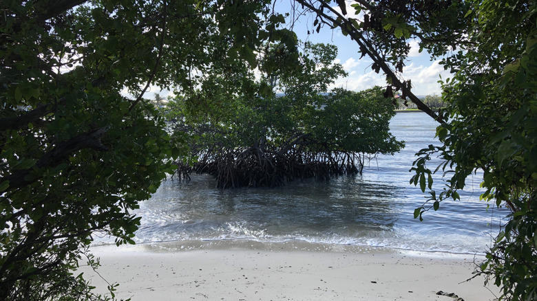 Secluded beach surrounded by mangrove trees