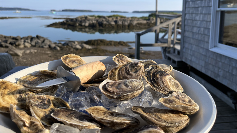 Fresh oysters