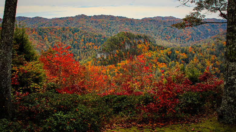 Gorgeous Fall foliage at Breaks Interstate Park