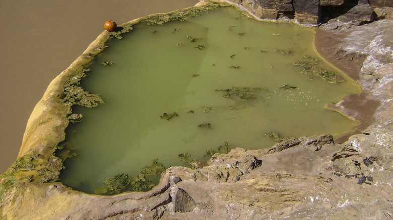 Overview of a Pumpkin Spring pool with a pumpkin