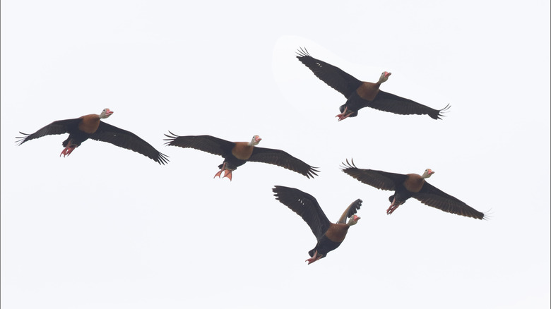 White-headed whistling ducks at McFaddin National Wildlife Refuge, Texas